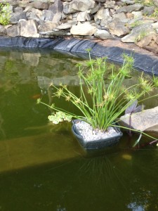 photo of goldfish and papyrus plants in a pond