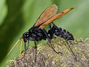 tarantula-hawk-wasp_24707_600x450