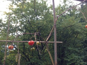 the last tomatoes in the garden