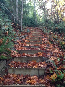 fall leaves, country walk