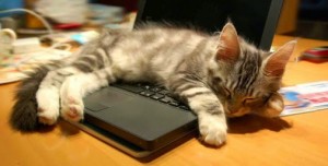 cat on laptop