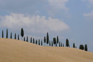 Line of Cypress trees on a golden Tuscan hillside